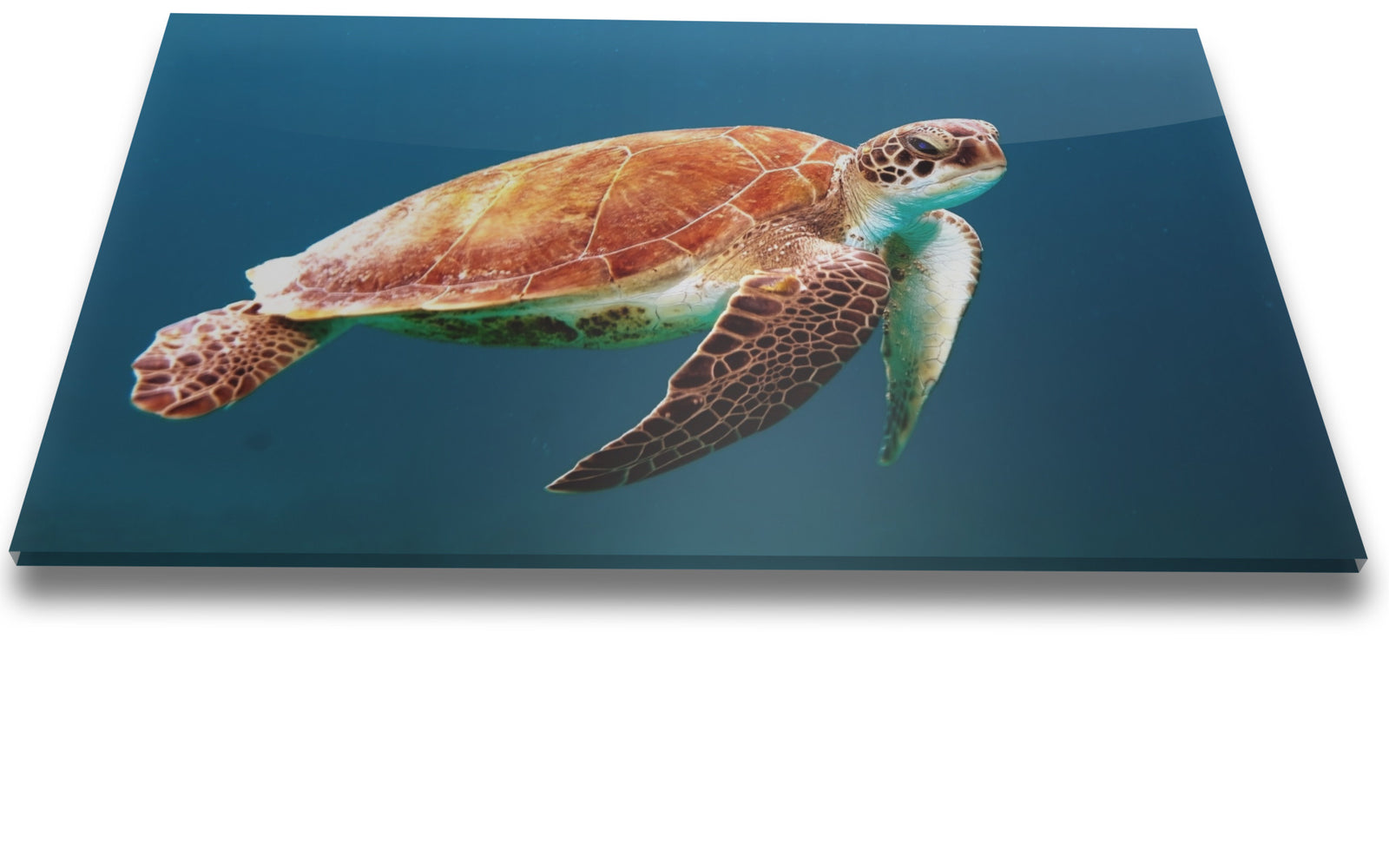 An acrylic facemounted print of a turtle swimming in the tropics.
